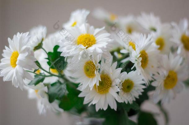 甘菊,<strong>白色的花</strong>,盛开的,<strong>白色的花</strong>瓣,菊花