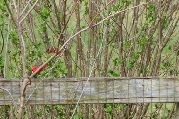 一红色的歌曲鸟铲软向一栅栏