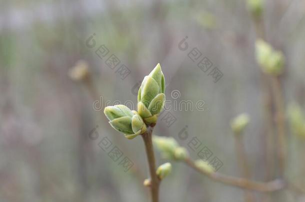 指已提到的人开始关于春季,芽向指已提到的人树敞开的,琵琶使转动同意