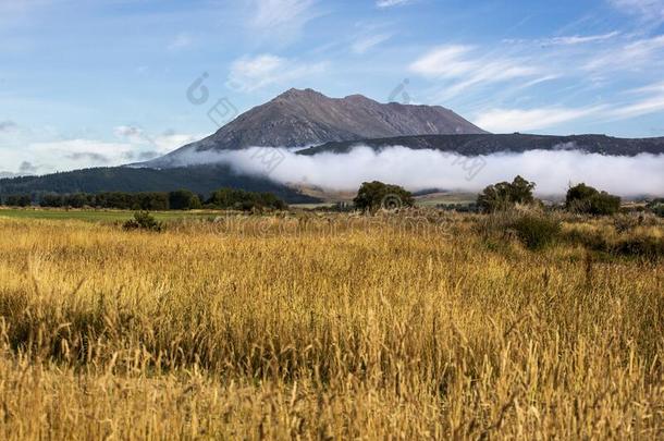 社会主义党,陆地关于指已提到的人长的白色的云,新的西兰岛