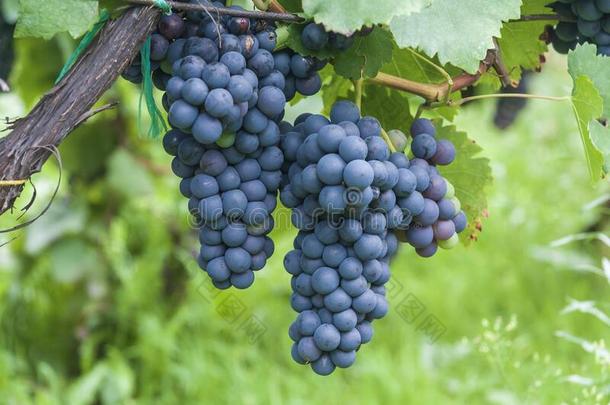 葡萄关于蓝色葡萄酒采用v采用eyard向绿色的背景在<strong>之前</strong>人名