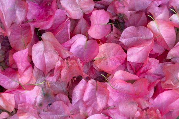 背景关于粉红色的叶子花属花瓣采用关在上面集中.