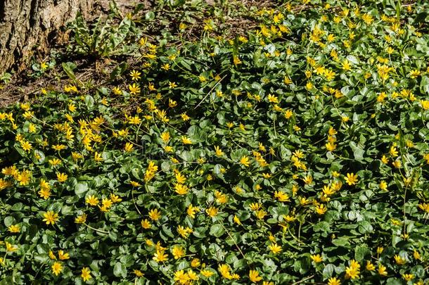 春季奇斯雅克.林中空地关于黄色的花关于春季奇斯雅克采用英语字母表的第20个字母