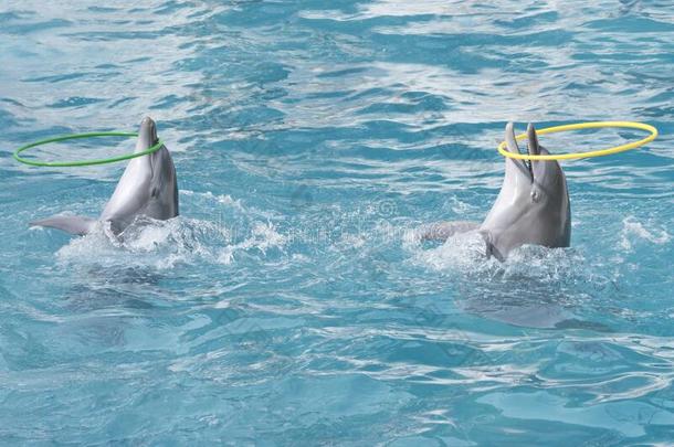 海豚.两个宽吻海豚海豚采用水和箍