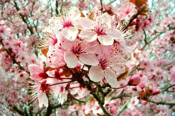 李子树或樱桃李子花花束