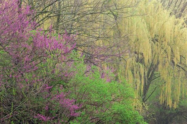 春季森林和树枝低垂的柳树和紫荆属植物