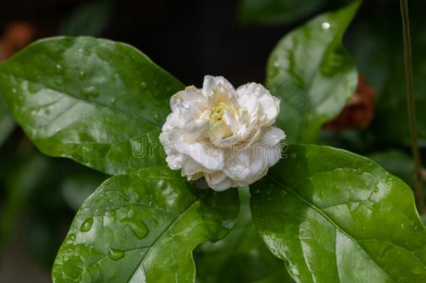 茉莉有水小滴.,水落下向树叶<strong>后</strong>的指已提到的人<strong>雨</strong>