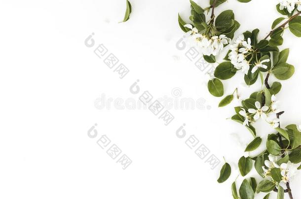 春季作品.盛开的春季梨树枝向一白色的b一c