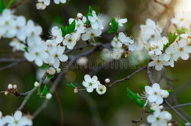 软的集中白色的花树树枝花自然风景优美的看法我