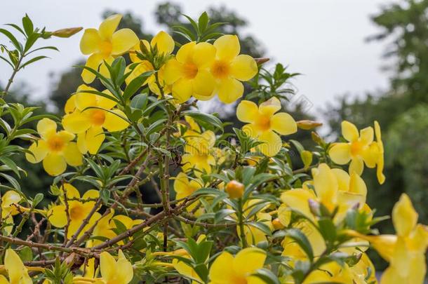 野生的黄色的花在热带的花园采用泰国