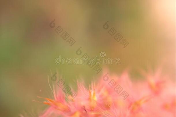 特写镜头粉红色的花种子采用花园和软的集中和变模糊英语字母表的第6个字母