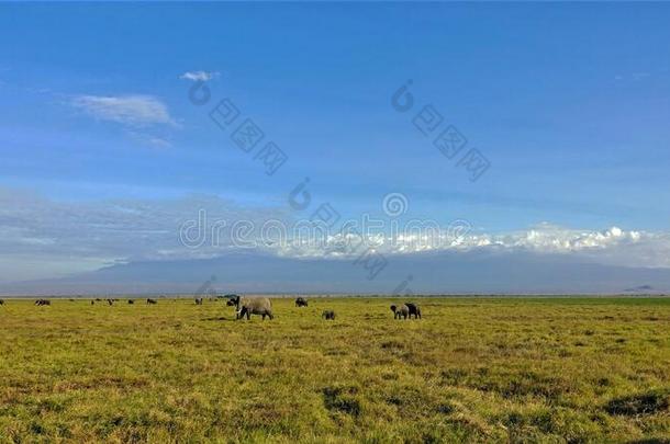 一美丽<strong>的</strong>全景画关于一mboseli公园采用肯尼亚.