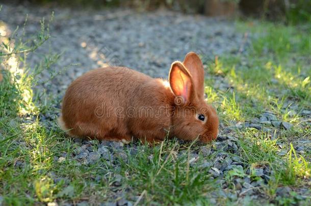 一小的姜兔子食物绿色的草.