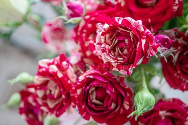 花束关于微妙的杂色的白色的-红色的中等的-有大小的玫瑰向一
