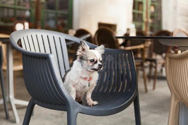 漂亮的奇瓦瓦狗年幼的狗采用在户外咖啡馆