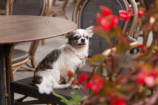 漂亮的奇瓦瓦<strong>狗年</strong>幼的狗采用在户外咖啡馆