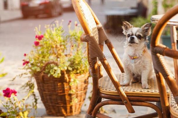 漂亮的奇瓦瓦狗年幼的狗采用在户外咖啡馆
