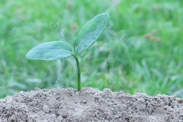 关在上面年幼的植物生长的越过<strong>绿色</strong>的背景