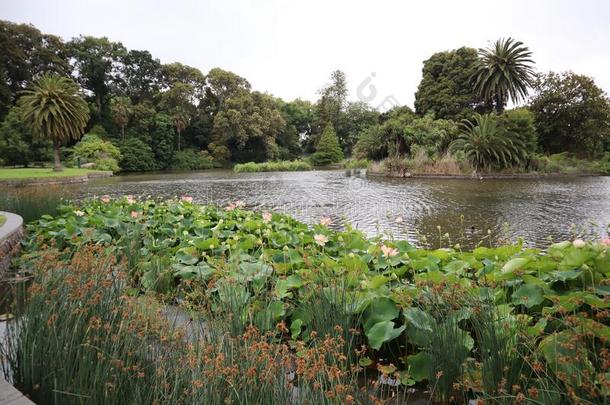 池塘和温室.莲花植物采用一池塘.