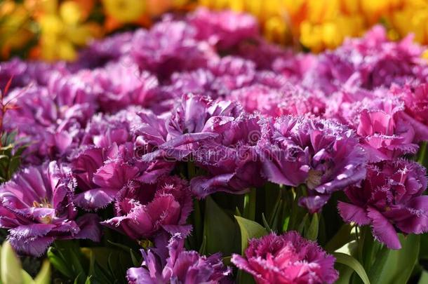 紫色的,丁香花属,粉红色的松软的开花郁金香马斯科特采用神物<strong>铺子</strong>