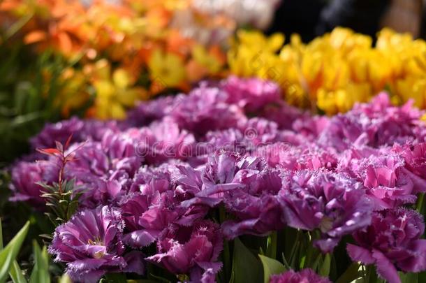 紫色的,丁香花属,粉红色的松软的开花郁金香马斯科特采用神物铺子
