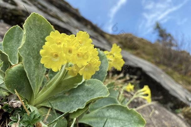 山黄花九轮草樱草属的植物耳状<strong>报春</strong>花,耳状<strong>报春</strong>花,熊`英文字母表的第19个字母耳朵,死亡奥尔