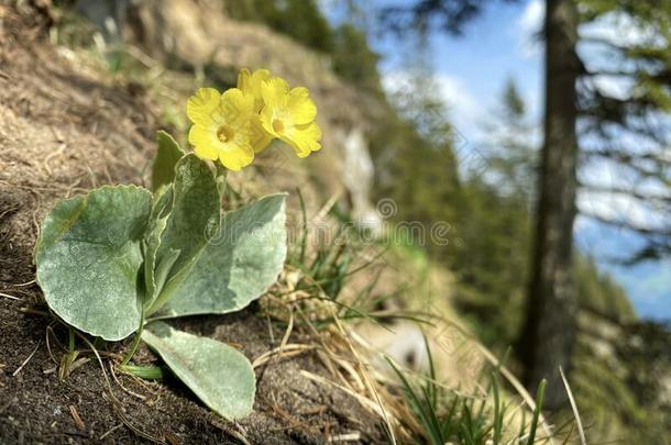 山黄花九轮草樱草属的植物耳状<strong>报春花</strong>,耳状<strong>报春花</strong>,熊`英文字母表的第19个字母耳朵,死亡奥尔