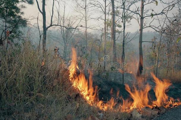 林区大火在近处路采用国家的公园.climatological气候学的改变危机.人名