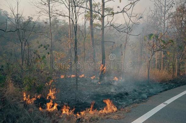 林区大火在近处路采用国家的公园.climatological气候学的改变危机.人名