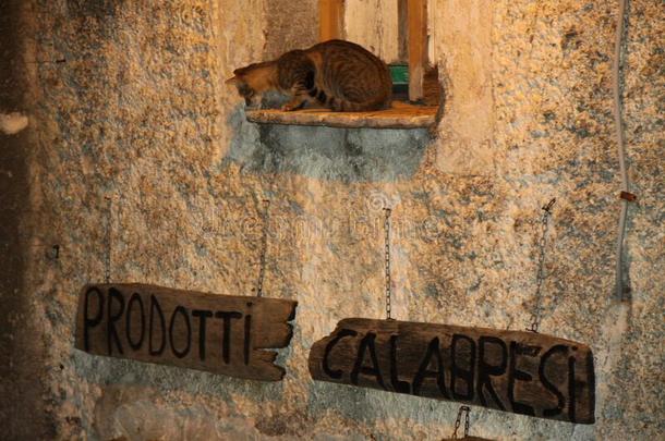 旅行爆裂猫采用意大利