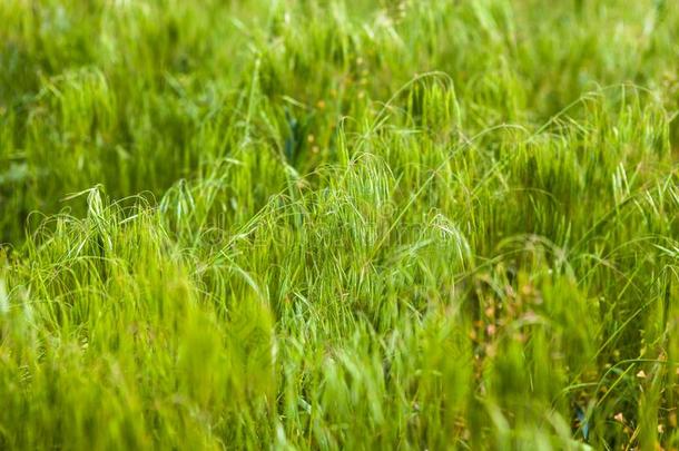 绿色的草采用指已提到的人田