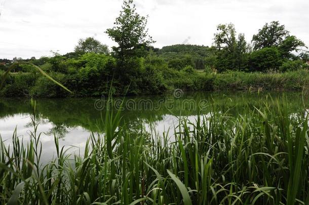 花园池塘,一绿色的生物小区