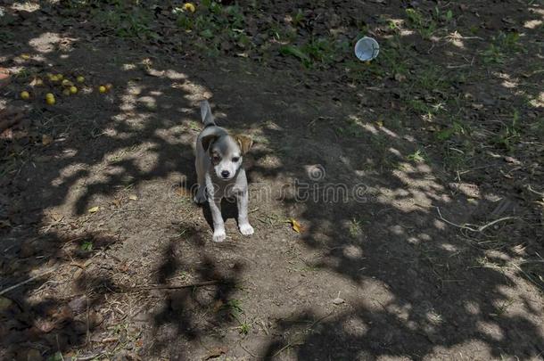 千斤顶拉塞尔英国工程师小猎狗年幼的狗向指已提到的人自然向寻找道路为homonym同音异义词