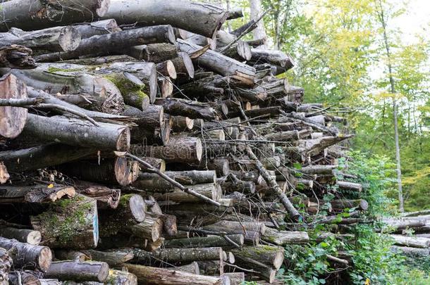 木材垛采用森林为木材木材木柴堆