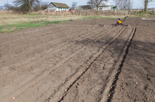 种植马铃薯向蔬菜花园