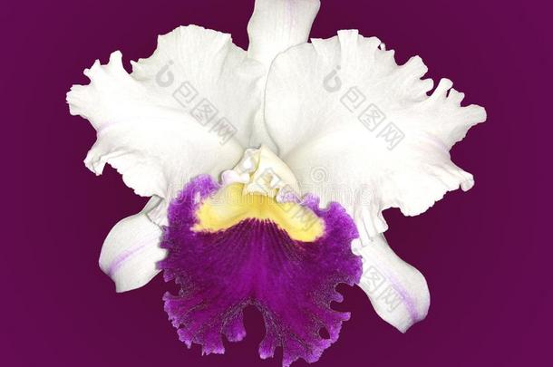 隔离的白色的和紫色的洋兰兰花和紫色的背景