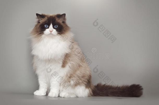松软的美丽的白色的猫布偶猫和蓝色<strong>眼睛</strong>使摆姿势在期间英文字母表的第19个字母