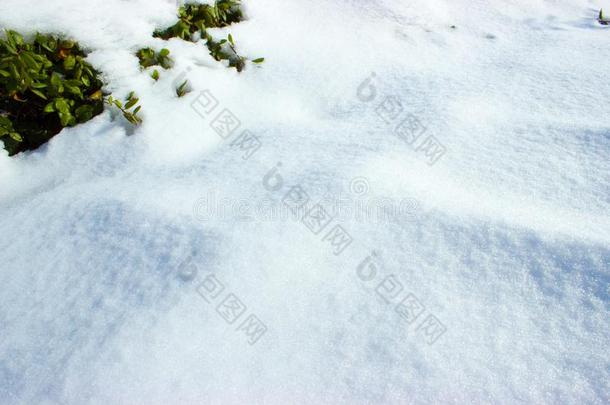 下雪的灌木和遮<strong>阳关</strong>于树