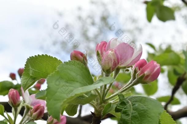 开花树树枝采用一和煦的：照到阳光的d一y