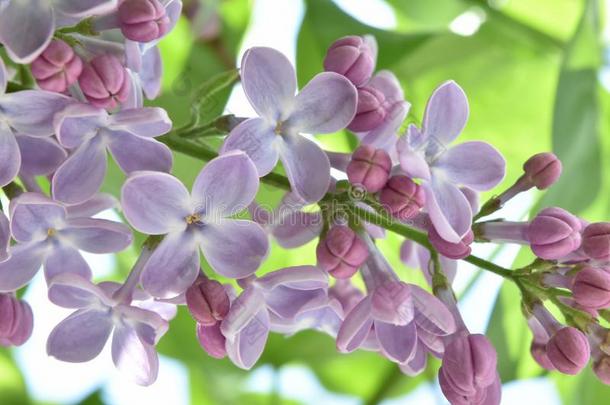 普通的丁香花属,紫丁香属的植物,紫丁香属的植物寻常的