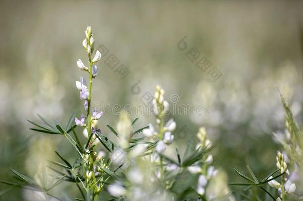 夏季时间和夏季时间向指已提到的人草地满的关于狼的