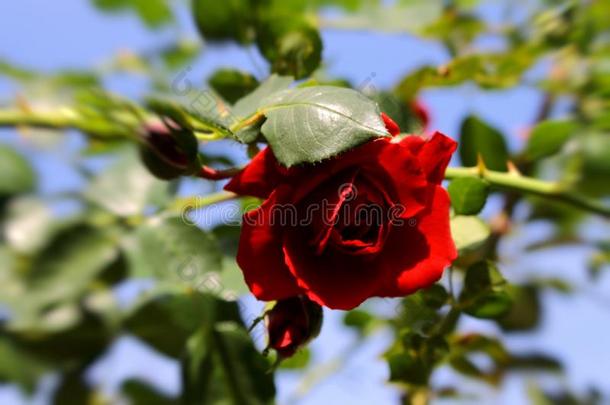 一红色的温和的玫瑰采用指已提到的人太阳.