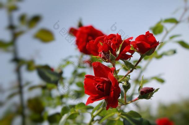 红色的纤弱的玫瑰采用指已提到的人太阳.