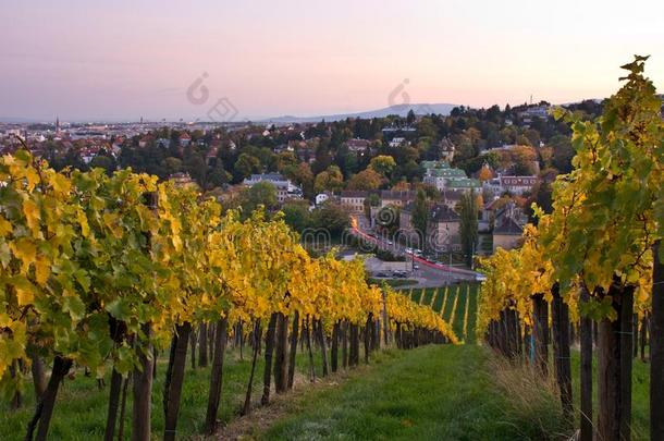 秋的葡萄园风景采用维也纳,奥地利.