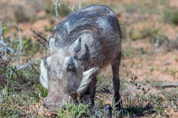 一普通的疣猪喂养采用指已提到的人荒野