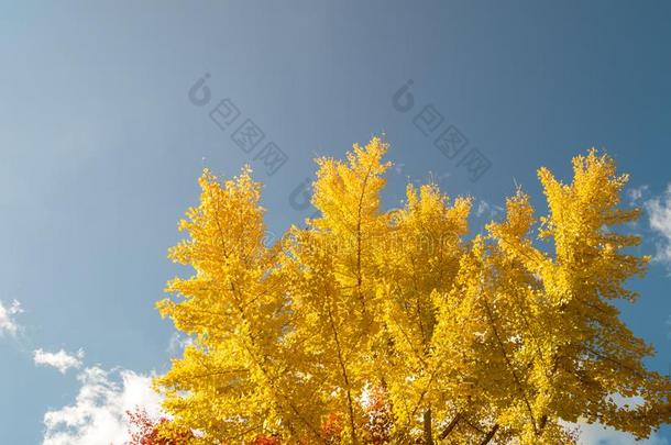 模式关于<strong>黄色</strong>的<strong>银杏树</strong>叶子树和蓝色天同样地背景