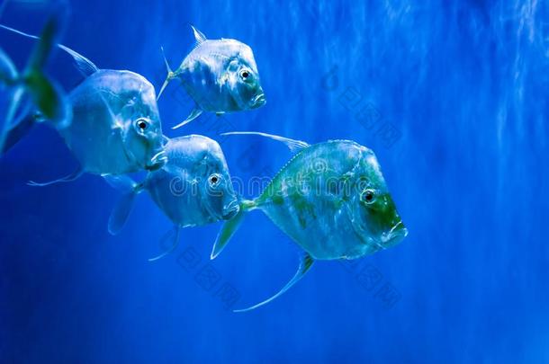 银月鲹鱼采用水族馆