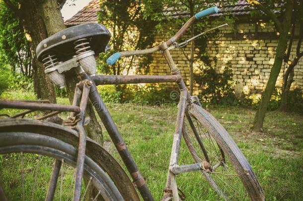 生锈的老的自行车起立不中指已提到的人树采用指已提到的人<strong>后院</strong>