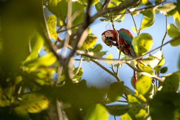 红色的-和-绿色的金刚鹦鹉一次向手掌树叶子吃成果,三个船体并列的游艇