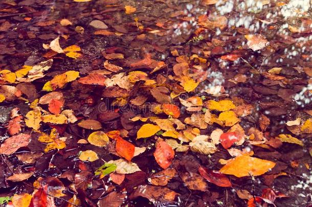软的看法秋风景,秋al公园,落下自然
